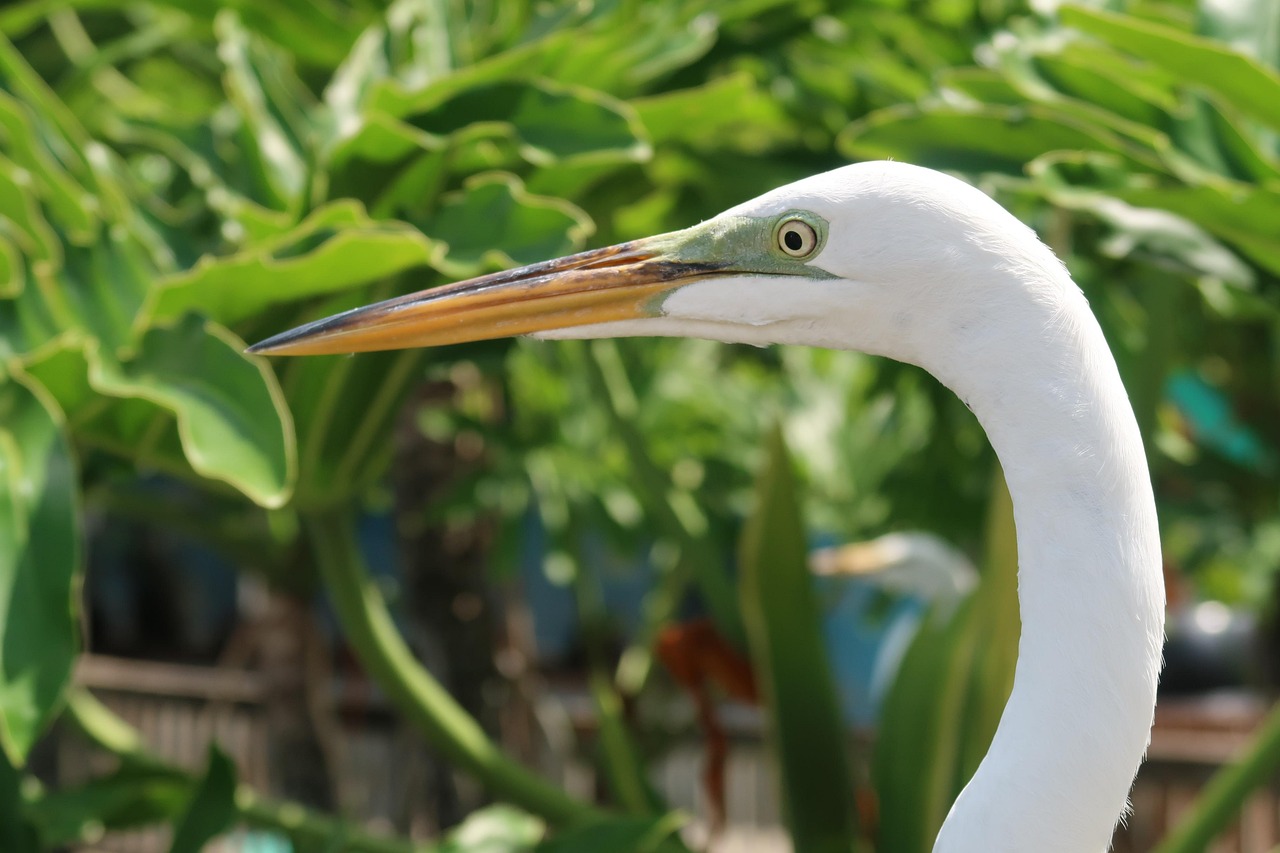 Ardea