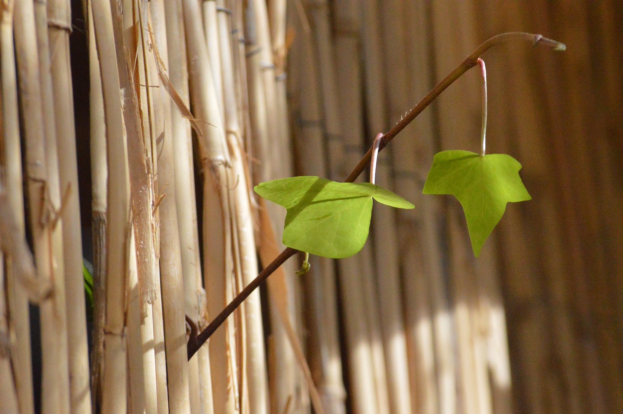 Vibo Valentia